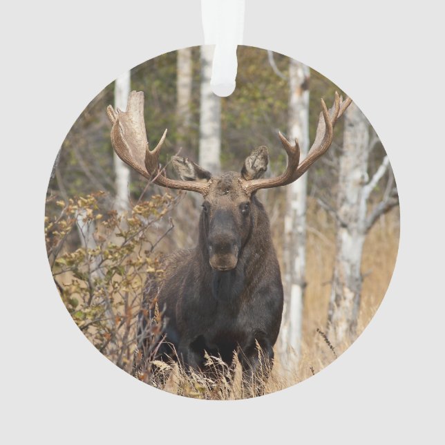 Ornamento Bull Moose Impressionante (Verso)