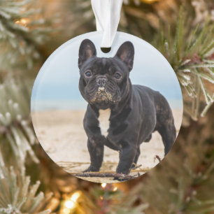 Ornamento Bulldog Francês Brincando na Areia