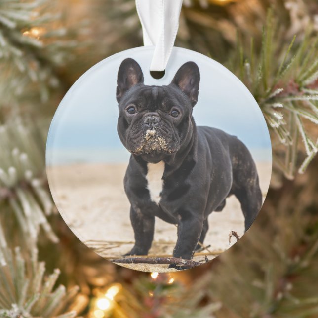 Ornamento Bulldog Francês Brincando na Areia (Árvore)