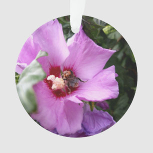 Ornamento Bumblebee na Flor de Hibiscus