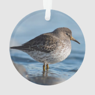 Ornamento Buscando Sandpiper de Rock