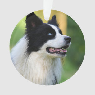 Ornamento Cachorro Collie de Borda Preta e Branca