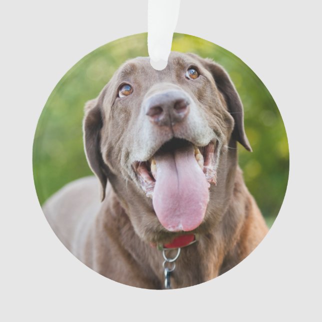 Ornamento Cachorro Labrador Chocolate (Frente)