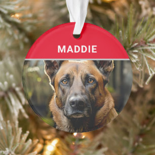 Ornamento Cachorro Malinois belga e Natal fotográfico