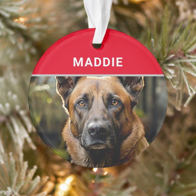 Ornamento Cachorro Malinois belga e Natal fotográfico (Árvore)