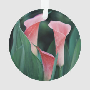 Ornamento Calla Lily Pink Flowers