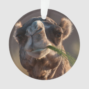 Ornamento Camelo Hump Day se alimenta de grama verde