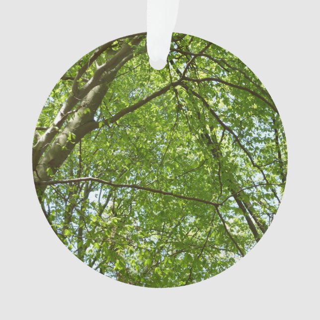 Ornamento Canopia de Primavera deixa cena ecológica (Frente)