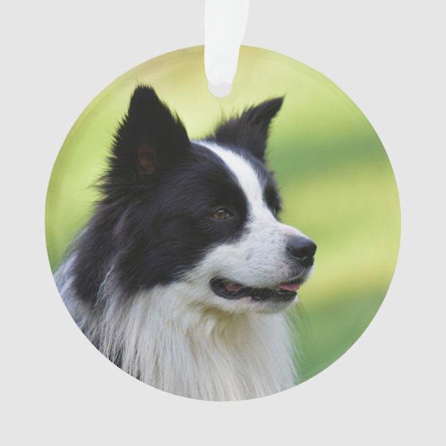 Ornamento Cão Border Collie Preto e Branco (Frente)