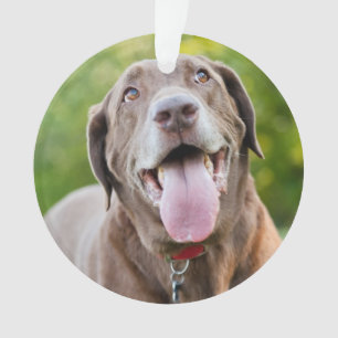 Ornamento Cão de chocolate Labrador