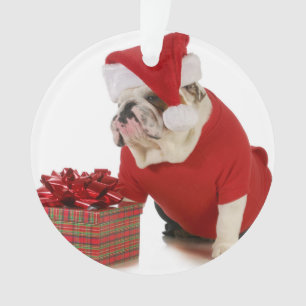 Ornamento Cão do papai noel - buldogue inglês vestido como