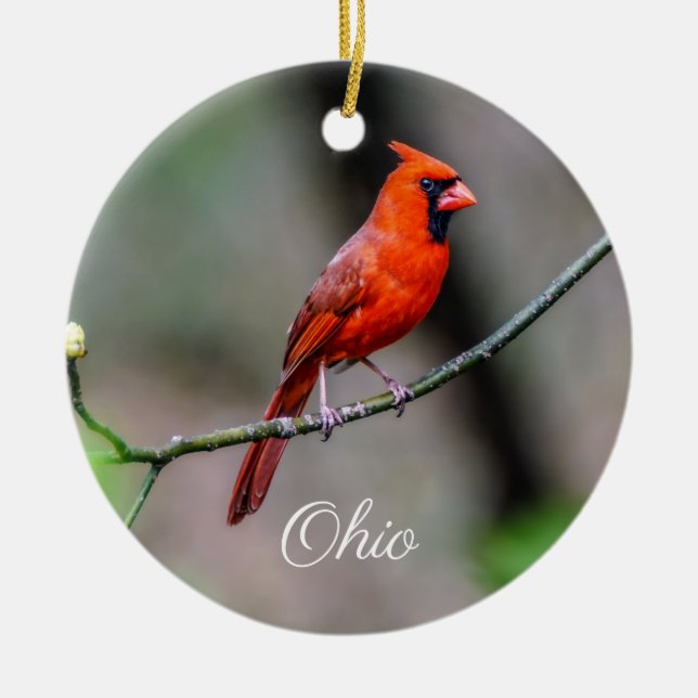 Ornamento cardinal de Ohio (Frente)