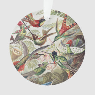 Ornamento Cartaz Colorido Vintage de Beija-flor de Ernst Hae