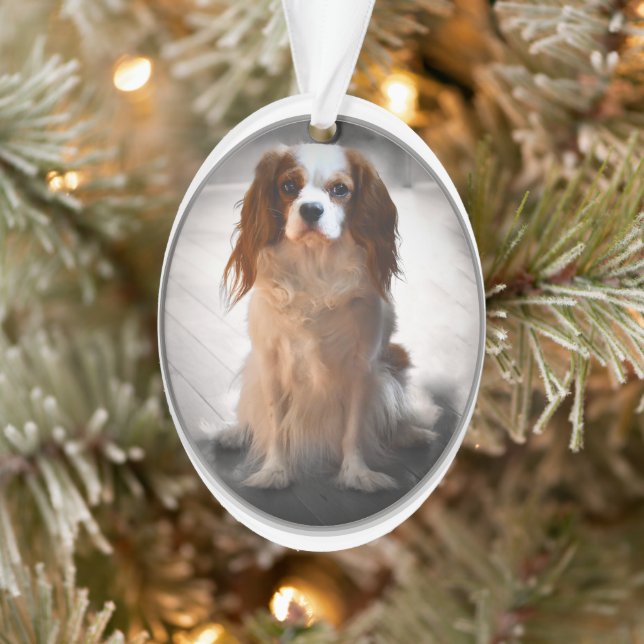 Ornamento Cavalier King Charles Spaniel (Árvore)