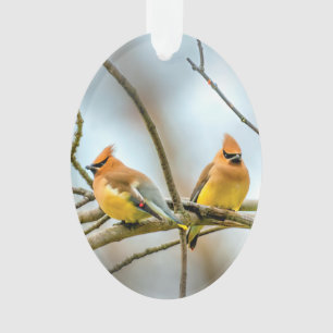 Ornamento Cedar Waxwing - Foto Original