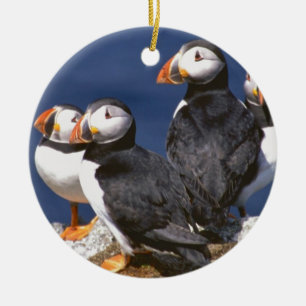 Ornamento cerâmico do Papagaio-do-mar-tastic