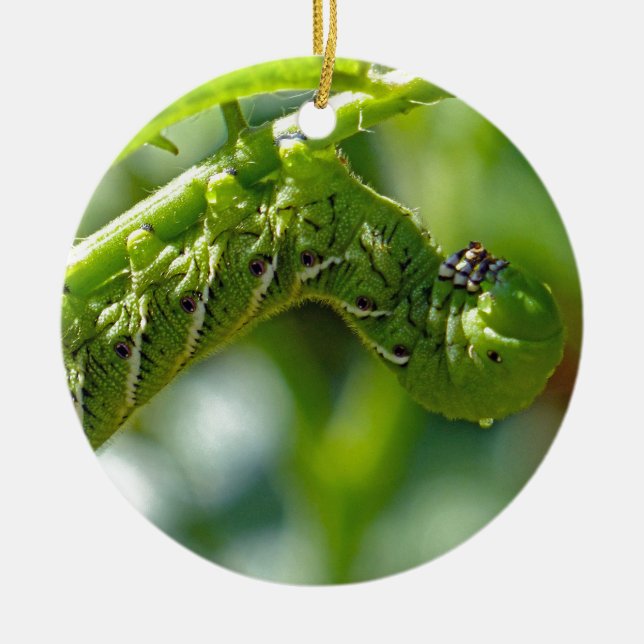 Ornamento Cerâmico Tomato Hornworm (Frente)
