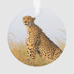 Ornamento Cheetah