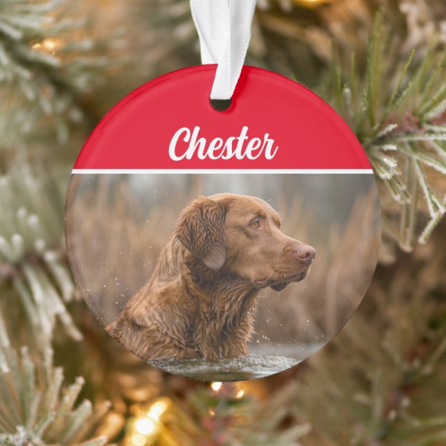 Ornamento Chesapeake Retriever com Nome e Foto no Natal (Árvore)