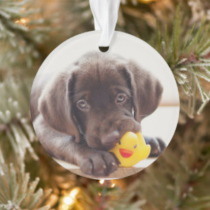 Ornamento Chocolate Labrador Com Pato De Brinquedo