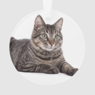 Ornamento Cinza Tabby Cat