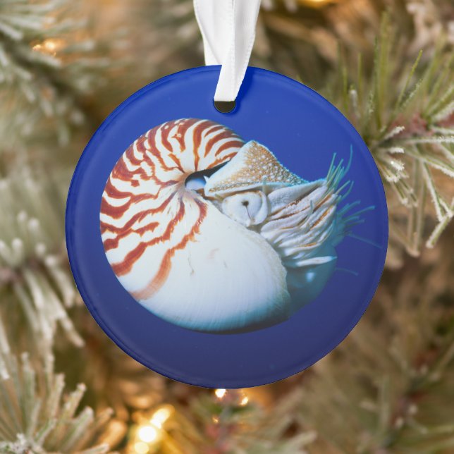 Ornamento Close-Up De Nautilus-Camarado (Árvore)