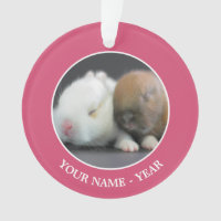 Coelhos do anão de Netherland