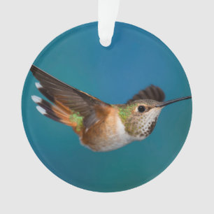 Ornamento Colibri Rufous