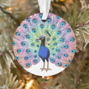 Ornamento Colorida Peacock
