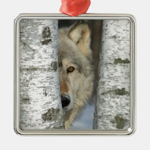 ornamento com o PIC do lobo cinzento em algumas