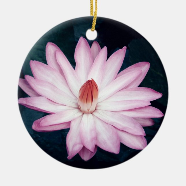 Ornamento cor-de-rosa de Lotus (Frente)