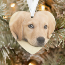 Crie Sua Própria Foto Personalizada de Animal de E