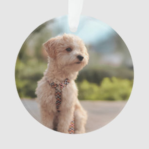 Ornamento Crie Sua Própria Foto Personalizada de Animal de E