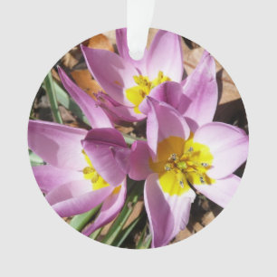 Ornamento Crocos cor-de-rosa Primavera Floral