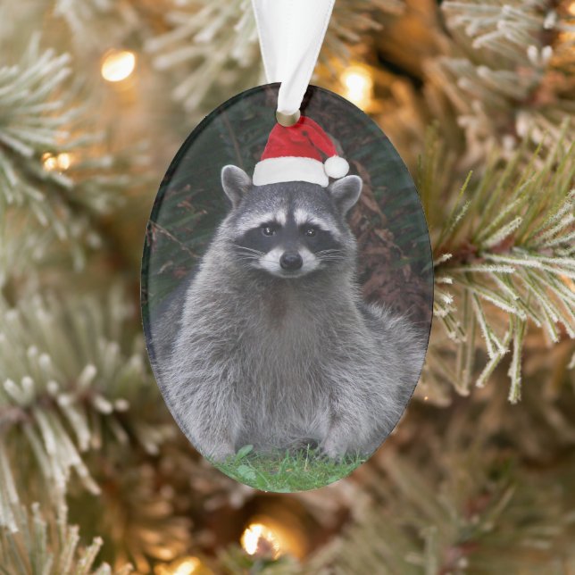 Ornamento Cute Raccoon Vestindo Feriado Vermelho Santa Hat (Árvore)