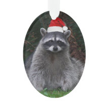 Cute Raccoon Vestindo Feriado Vermelho Santa Hat
