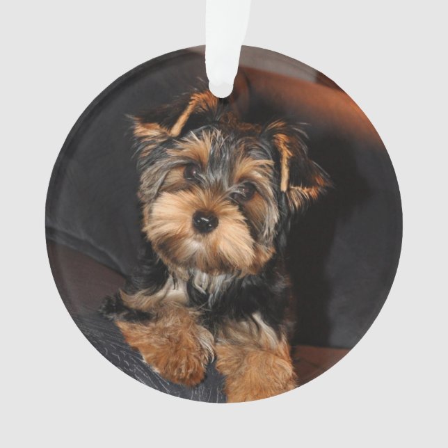Ornamento Cute Yorkshire Terrier Yorkie Puppy Cão (Frente)