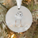 Ornamento Cutest Baby Animals | Piping Plover Chick<br><div class="desc">This cute Getty Images photo features a one day old,  Piping Plover chick standing on the sand on the beach Long Island,  New York.</div>