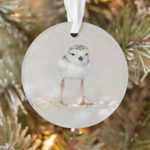 Ornamento Cutest Baby Animals Piping Plover Chick