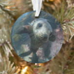 Ornamento Cutest Baby Animals | Underwater Cape Fur Seal<br><div class="desc">This cute Getty Images photo features a curious Cape Fur Seal.</div>