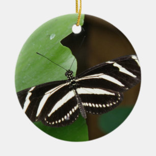 Ornamento da Borboleta bonito Zebra Longwing