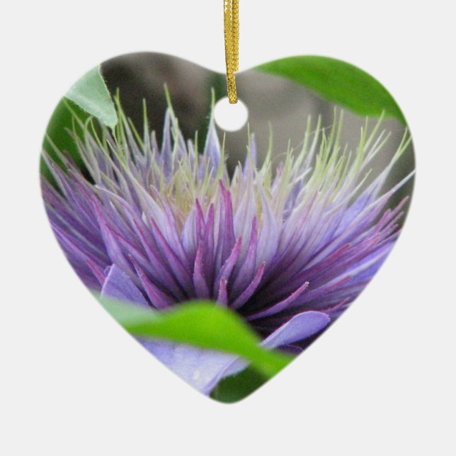 Ornamento da flor da flor do Clematis (Frente)