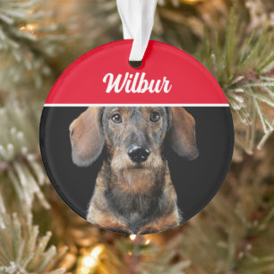 Ornamento Dachshund de pelo duro com nome e foto de Natal