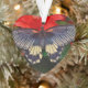 Ornamento dado forma coração da borboleta (Tree)