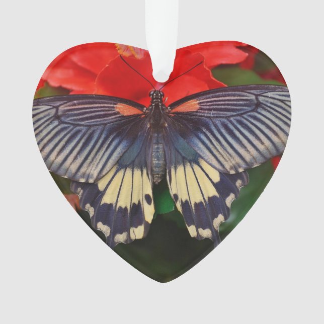 Ornamento dado forma coração da borboleta (Frente)