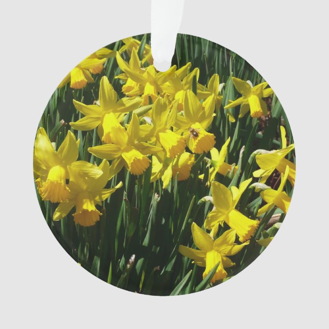 Ornamento Daffodils Amarelos I Flores De Mola Cheery (Frente)
