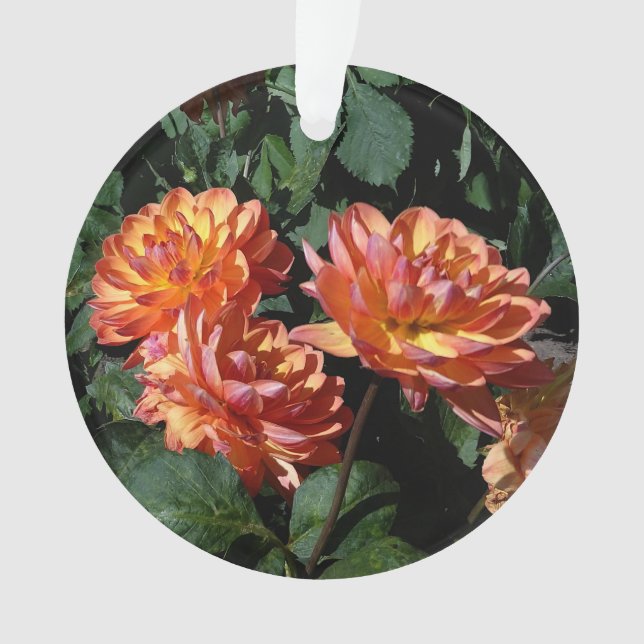 Ornamento Dahlia Pam Howden nº 1 Ornament (Frente)