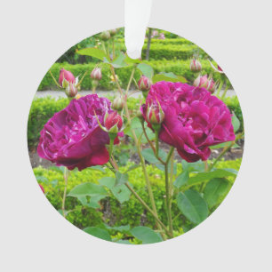 Ornamento Darcey Bussell Rosa nº 3 Ornament