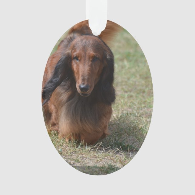Ornamento Daschund de cabelos compridos bonito (Frente)