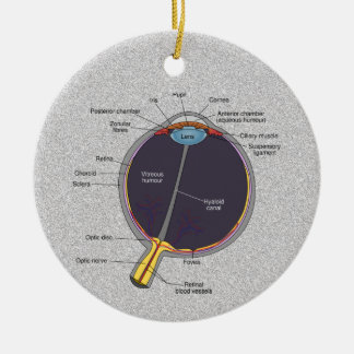 Ornamento de Anatomia Ocular